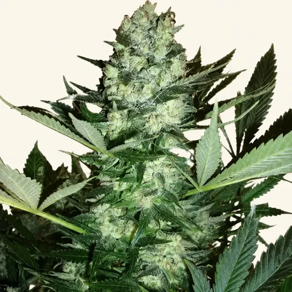 Blühende Cannabispflanze AK 47