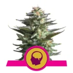 Amnesia Haze wietzaden