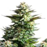Amnesia Haze wietzaden - Afbeelding 5