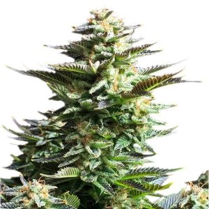 Amnesia Haze Cannabis Samen — Foto 5