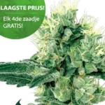 Amnesia White wietzaden