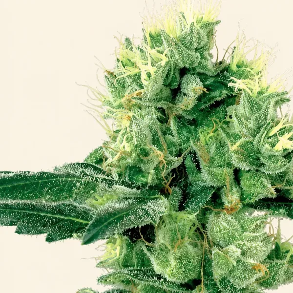 Flowering Amnesia White cannabis plant
