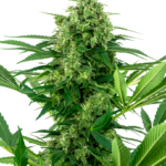 Banana Frosting wietzaden