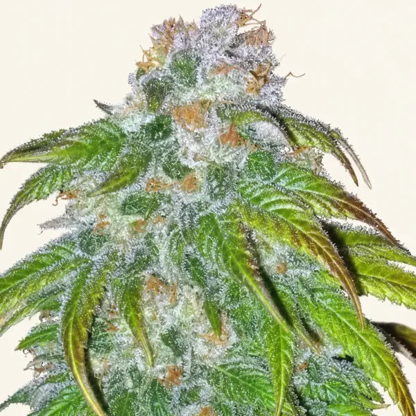 Blühende Cannabispflanze Big Bud