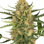 Bleuberry bubblegum autoflower