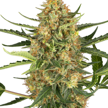 Bleuberry bubblegum autoflower