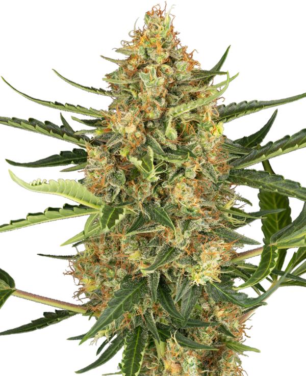 Bleuberry bubblegum autoflower