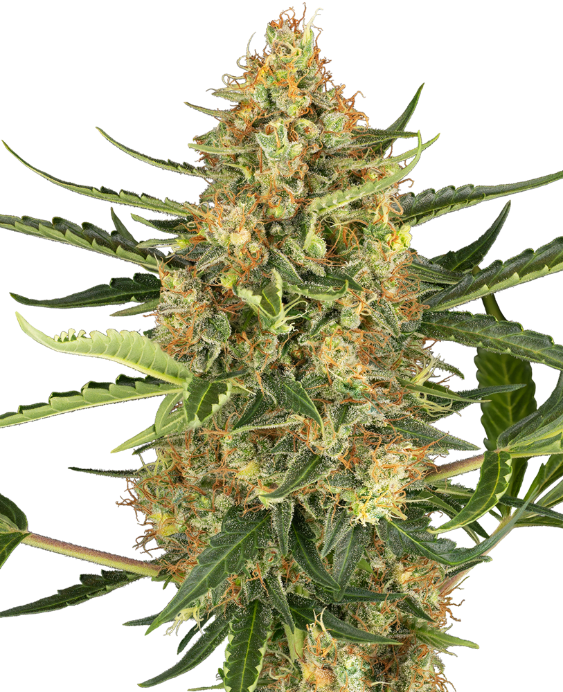 Bleuberry bubblegum autoflower