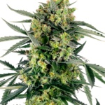 Bleuberry Zkittles autoflower