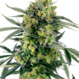 Blueberry Zkittlez autoflower