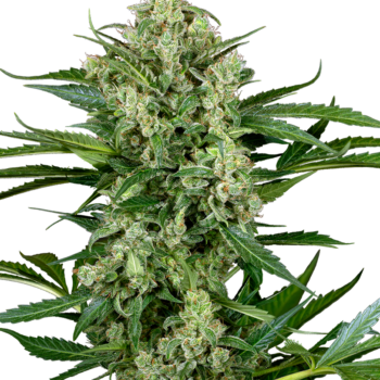 Choco autoflowerr
