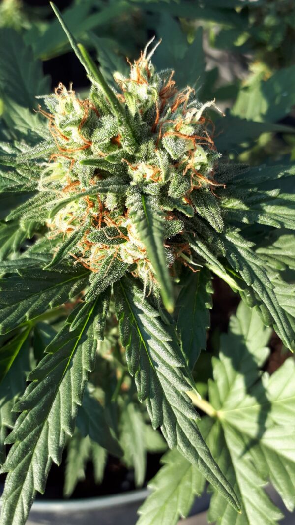 Cookie Gold Autoflower wietzaden - Afbeelding 2
