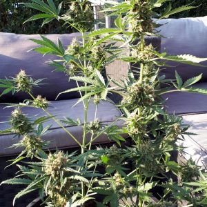 Cookie Gold Autoflower cannabis seeds — photo 5