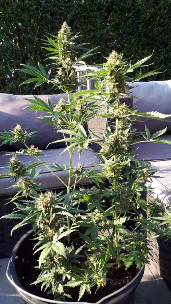 Cookie Gold Autoflower wietzaden - Afbeelding 4