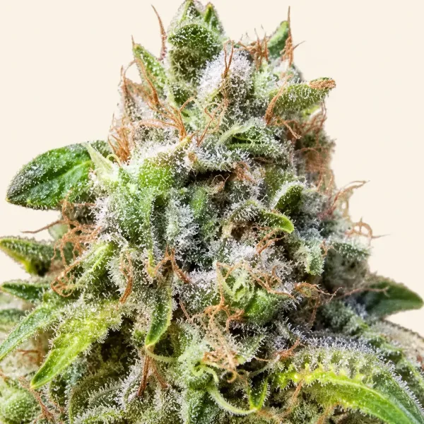 Flowering Critical Autoflower cannabis plant