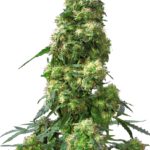 Early skunk wietzaden