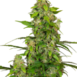 Gorillaz Autoflower wietzaden