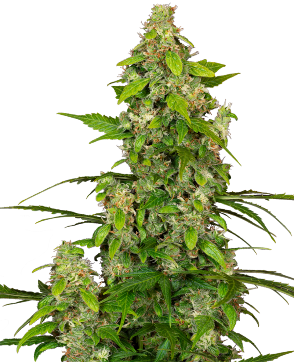 Gorillaz Autoflower wietzaden