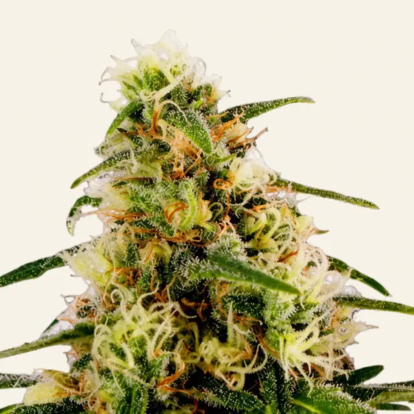 Flowering K2 cannabis plant