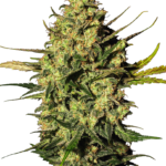 Master kush autoflower