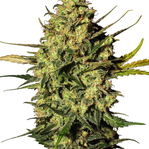 Master Kush autoflower