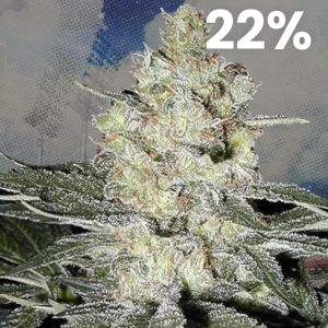 Moby Dick XXL Autoflower