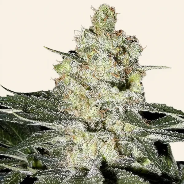Flowering Moby Sick XXL auto cannabis plant