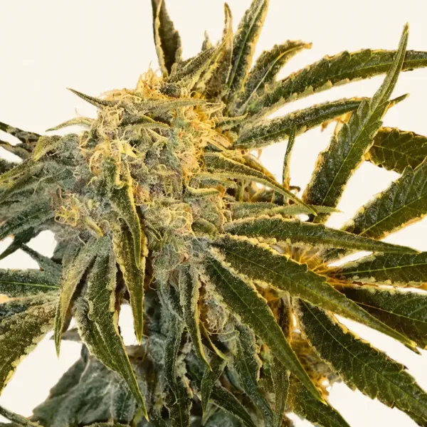 Flowering Northern Lights Haze cannabis plant
