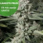 OG Kush wietzaden
