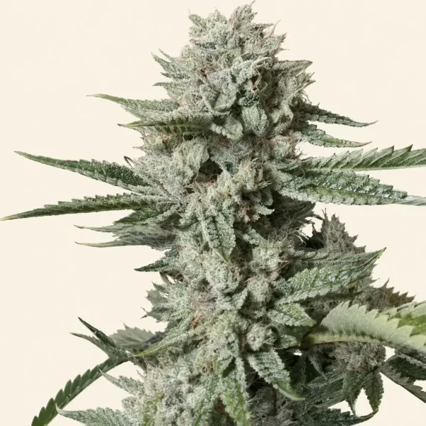 Flowering OG Kush cannabis plant