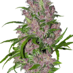 Purple bud autoflower