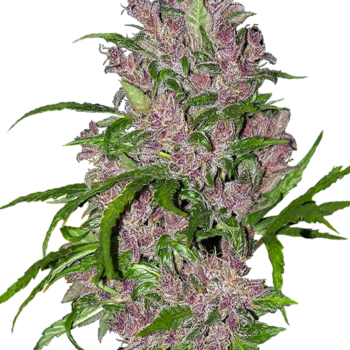 Purple bud autoflower