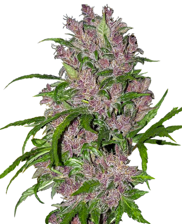 Purple bud autoflower