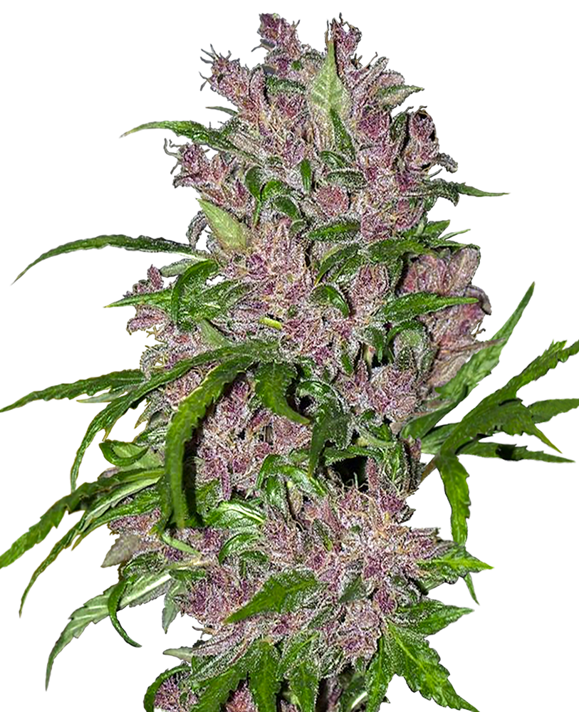 Purple bud autoflower