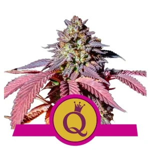 Purple Queen Cannabis Samen