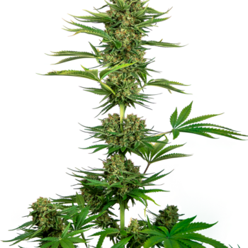 Satin Black Domina CBD wietzaden