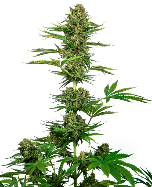 Satin Black Domina CBD wietzaden