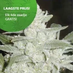 Silver Haze Cannabis Samen