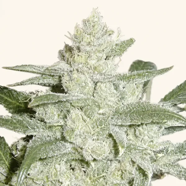 Blühende Cannabispflanze Silver Haze