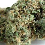 5-Pack Original Skunk #1 Reguliere wietzaden