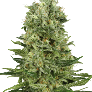 Skunk 1 autoflower XL