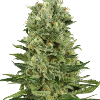Skunk 1 autoflower