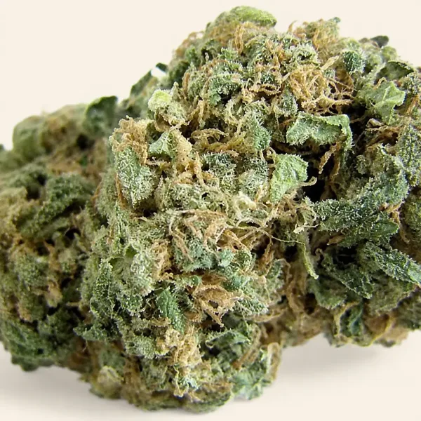 Flowering Original Skunk #1 cannabis plant
