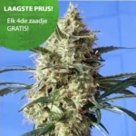 Sneeuwwitje wietzaden