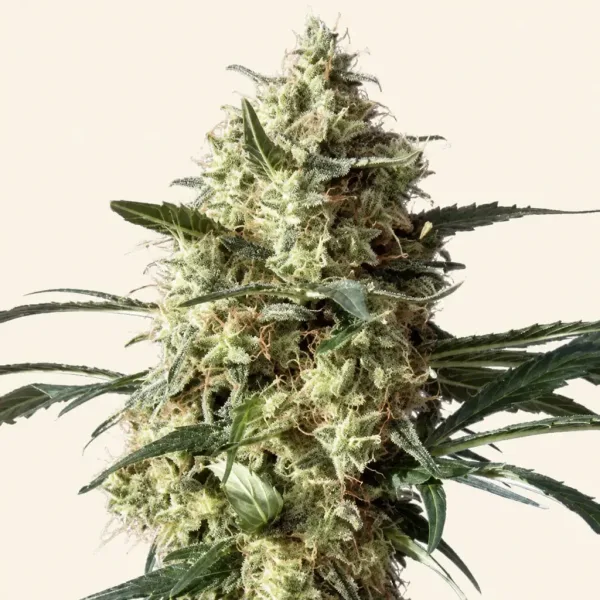 Flowering Sneeuwwitje cannabis plant