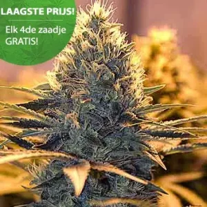 Super Cheese Cannabis Seeds