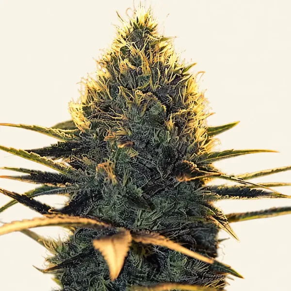 Blühende Cannabispflanze Super Cheese