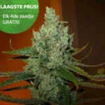 Citrus super Haze wietzaden