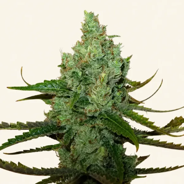 Bloeiende top van wietplant Citrus super Haze