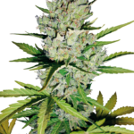 Super skunk autoflower